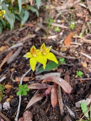 Caladenia flava