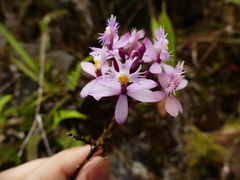 Epidendrum