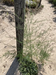 Asparagus officinalis