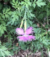 Dianthus pygmaeus