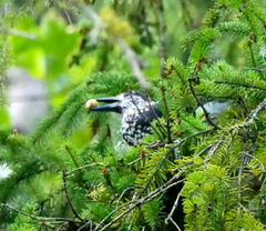 Nucifraga caryocatactes