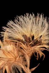 Brickellia eupatorioides texana