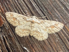 Iridopsis defectaria