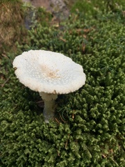 Amanita abrupta