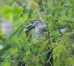 Nucifraga caryocatactes