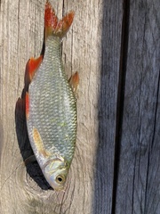 Scardinius erythrophthalmus