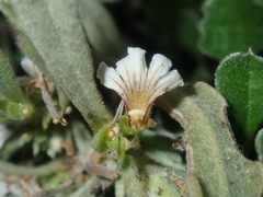 Scaevola