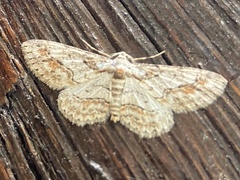 Iridopsis defectaria