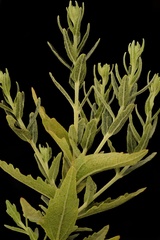 Brickellia eupatorioides texana