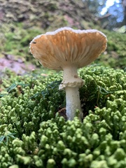 Amanita abrupta