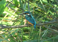 Alcedo atthis