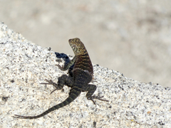 Sceloporus orcutti
