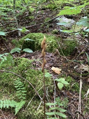 Media resource of Corallorhiza maculata