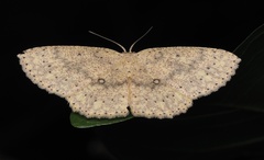 Cosymbiini