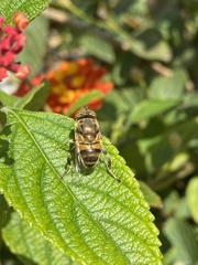 Eristalinus taeniops