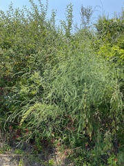 Asparagus officinalis