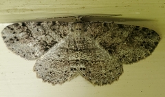 Melanolophia canadaria