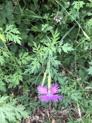 Dianthus pygmaeus