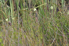 Hibiscus diversifolius diversifolius