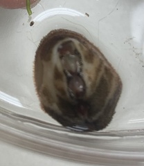 Cryptoplax oculata