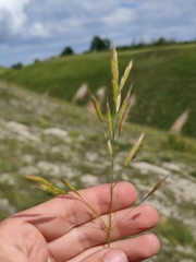 Bromus riparius