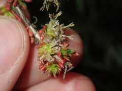 Opercularia spermacocea