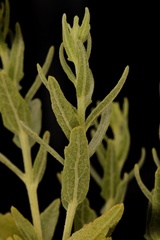 Brickellia eupatorioides texana