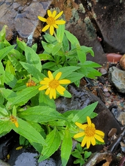 Arnica lanceolata