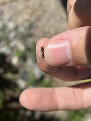 Perdita octomaculata