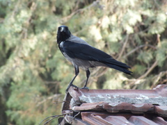 Corvus cornix