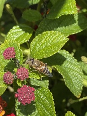 Eristalinus taeniops