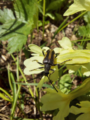 Brachyta interrogationis