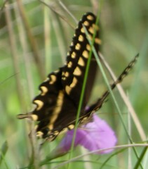 Papilio palamedes
