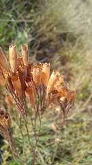 Tagetes
