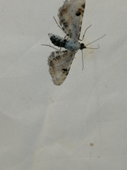 Eupithecia centaureata
