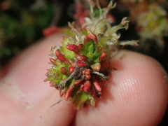 Opercularia spermacocea