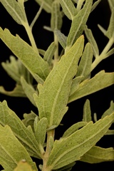 Brickellia eupatorioides texana
