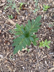 Cosmos sulphureus