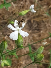Silene latifolia