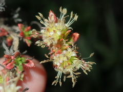 Opercularia spermacocea