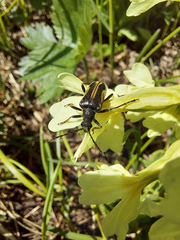 Brachyta interrogationis