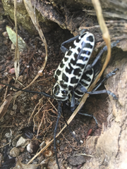 Plectrodera scalator