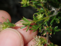 Opercularia spermacocea