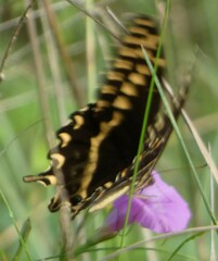 Papilio palamedes
