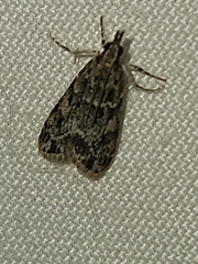 Scoparia basalis