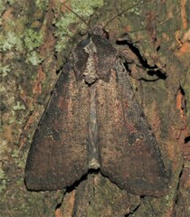 Peridroma saucia