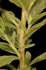 Brickellia eupatorioides texana