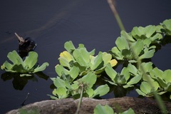 Pistia stratiotes