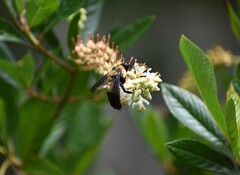 Bombus fraternus