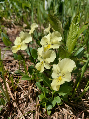 Viola altaica